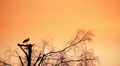 Pair of white storks Video