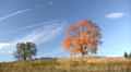 Autumnal trees Video