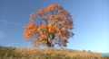 Oak tree in autumn Video