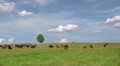 Cows on green meadow Video
