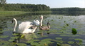 Femail swans with cygnets Video