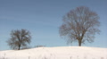 Lonely winter trees Video