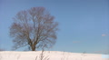 Winter trees Video