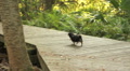 video clip 1846351
