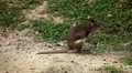 Kangaroo Eating, Relaxing, Marsupial from the family Macropodidae, Australian Video