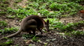 Kangaroo Eating, Relaxing, Marsupial from the family Macropodidae, Australian Video