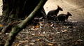 Kangaroo Eating, Relaxing, Marsupial from the family Macropodidae, Australian Video