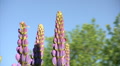 Ladybug in women's hands Video