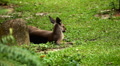 Kangaroo Eating, Relaxing, Marsupial from the family Macropodidae, Australian Video