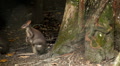 Kangaroo Eating, Relaxing, Marsupial from the family Macropodidae, Australian Video