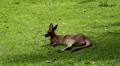 Kangaroo Eating, Relaxing, Marsupial from the family Macropodidae, Australian Video