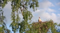 Stork in nestt Video