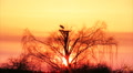 Stork nest Video