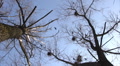Silhouette of flying crows Video