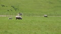 video clip 2311767