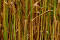 Golden Wheat Field 03 Video