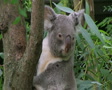 Koala Bear Climbing 02 Video