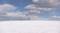 Lonely bare tree Video