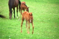 Foal Walking In Pasture Video
