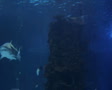 video clip 2522803
