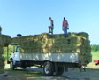 Farmers Loading Hay 02 Video