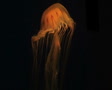 video clip 2601943