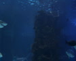 video clip 2603401