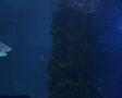 video clip 2633717