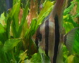 Angelfish in Aquarium 02 Video