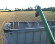 Combine Emptying Wheat Video