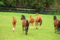 Horses Running Video