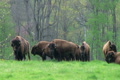 American Buffalo Grazing Video