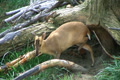Muntjac Deer Grazing Video