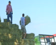 Farmers Loading Hay Video