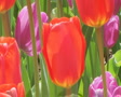 video clip 2872803