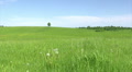 Solitary tree, summer landscape Video