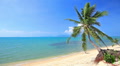 tropical beach and palm tree