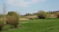 video clip 4122097