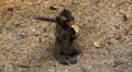 video clip 4267675