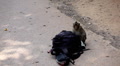 video clip 4280185