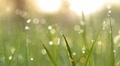 Dew drops on green grass. Shot with slider. II.