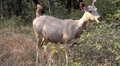video clip 5143875