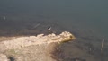 video clip 5159743