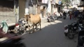 video clip 5162671