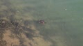 video clip 5162943