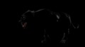 Wild Black Panther