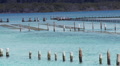 Oyster Farms - Forster Australia, Aquaculture Farming