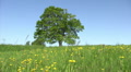 Solitary old maple Video