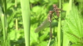 Dragonfly metamorphosis Video