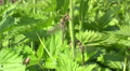 Dragonfly metamorphosis Video